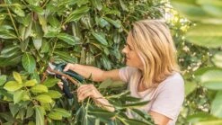 Bosch EasyPrune Accu Snoeischaar - 3.6 V Accu - USB -Tuingereedschaps Winkel 1200x675 20