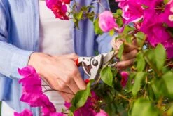 Felco 14 Snoeischaar | Ergonomisch | Voor Kleine Handen -Tuingereedschaps Winkel 1200x800 92