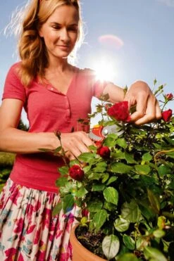 WOLF-Garten Snoeischaar "Premium Plus" RR 4000 - Max. Knipdiameter 22 Mm - Links- En Rechtshandige - Softinleg Handgreep - Snijhoek 30° - Voor Grote Handen - Vervangbare Messen -Tuingereedschaps Winkel 799x1200 24