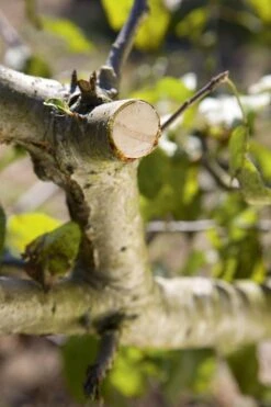 GARDENA - Comfort - Hefboomsnoeischaar Smartcut - Snoeischaar - Takdikte Max. 22 Mm 13 GARDENA - Comfort - Hefboomsnoeischaar Smartcut - Snoeischaar - Takdikte Max. 22 Mm -Tuingereedschaps Winkel 799x1200 36